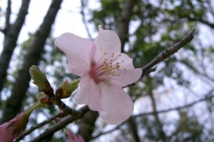 花のある風景　№39